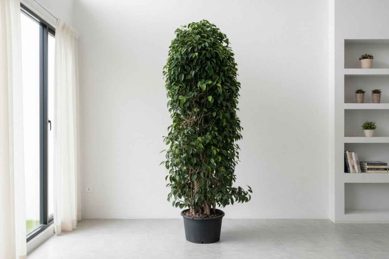 Weeping Fig Bushy 1.8Mtr - 2Mtr  | indoor plant | Benjamin fig or ficus tree | Best Online Plants | PlantMartUAE.com
