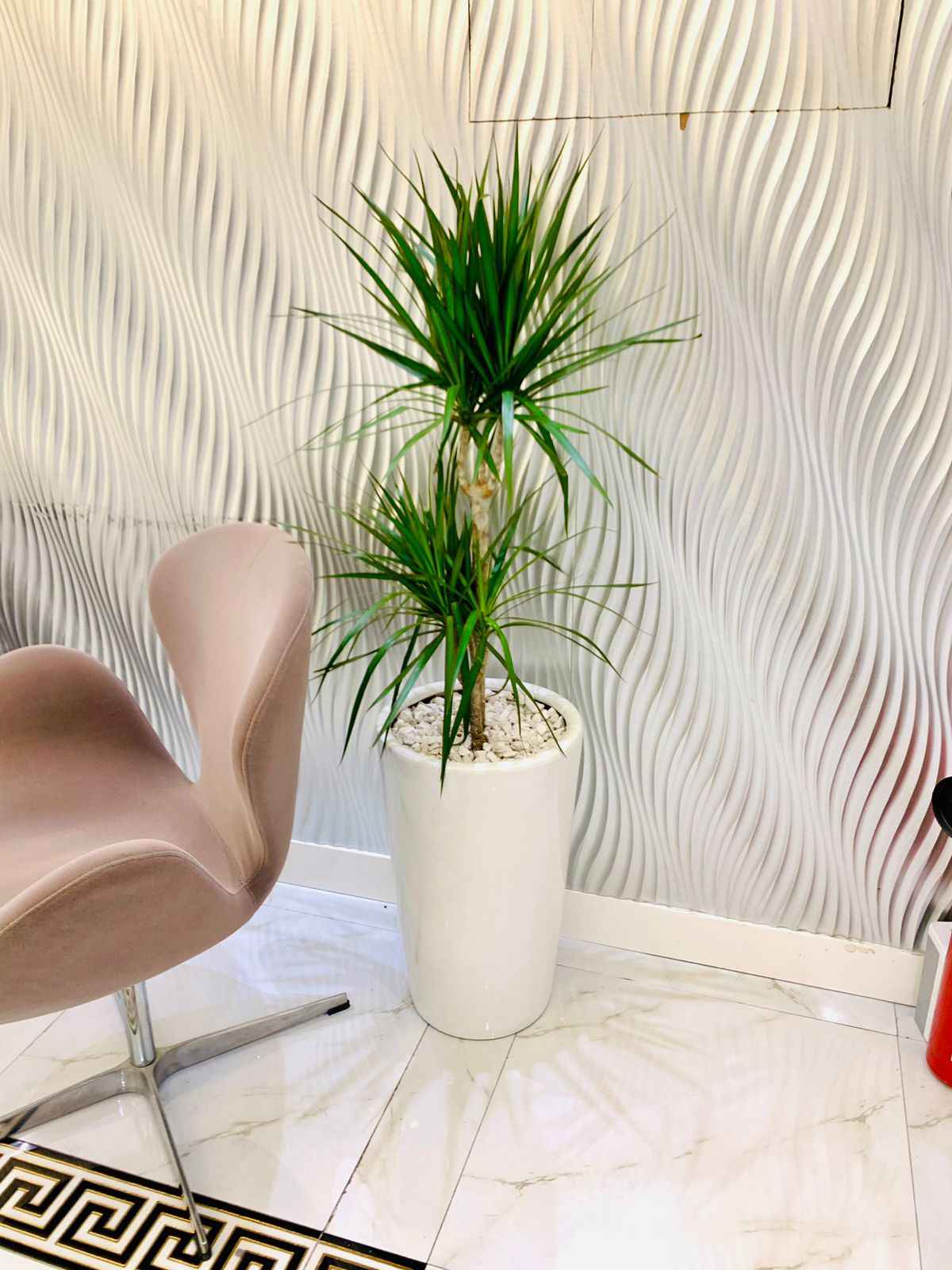 Dracaena Marginata 2pps 80cm - 100cm | indoor plant | Crimson Dragon Tree | Best Online Plant Shop | PlantMartUAE.com