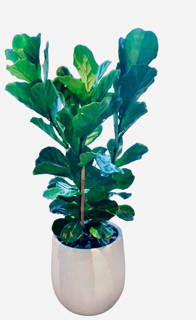 Fiddle Leaf - 3PP - 1mtr - 1mtr Ficus Lyrata
