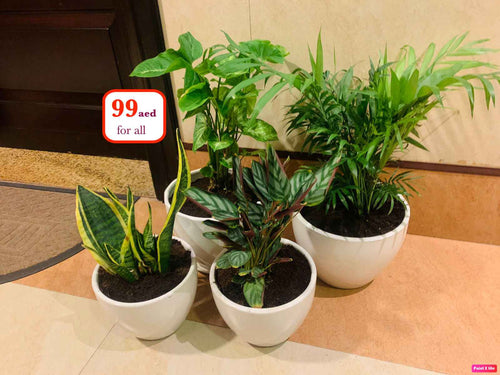 4 Potted Indoor Plants in Ceramic pots