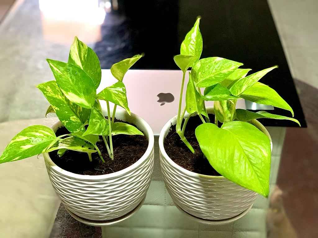 POTTED Mini Pothos in CERAMIC Pot