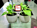 POTTED Mini Pothos in CERAMIC Pot