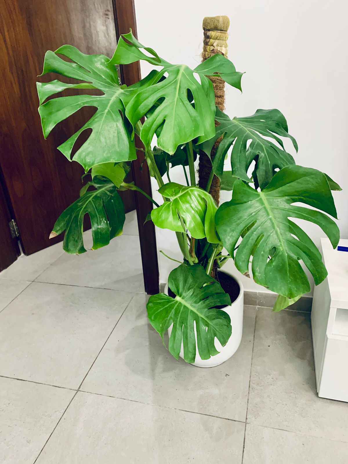 Monstera Deliciosa / Swiss cheese Plant  Ceriman, Swiss Cheese Plant, Monstera, Mexican Breadfruit, Delicious Monster, Split-leaf philodendron