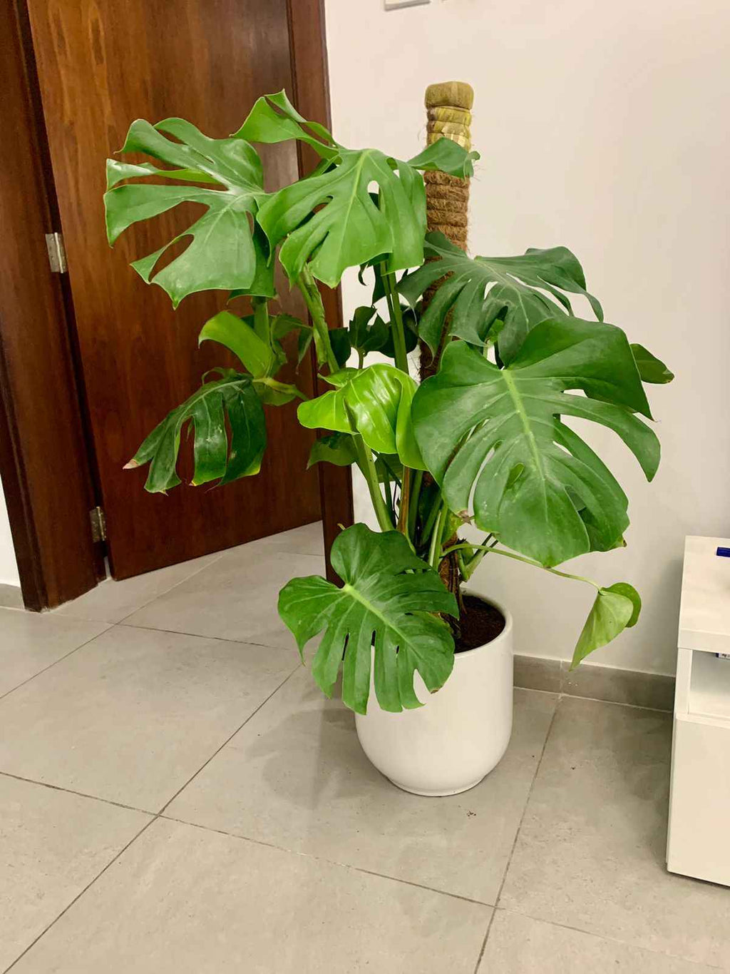 Monstera Deliciosa / Swiss cheese Plant  Ceriman, Swiss Cheese Plant, Monstera, Mexican Breadfruit, Delicious Monster, Split-leaf philodendron