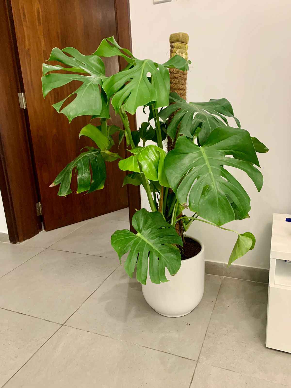 Monstera Deliciosa / Swiss cheese Plant  Ceriman, Swiss Cheese Plant, Monstera, Mexican Breadfruit, Delicious Monster, Split-leaf philodendron