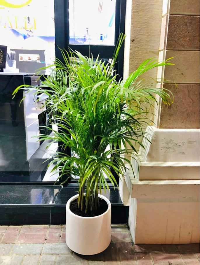 Areca Palm in White Fiber-Clay Pot