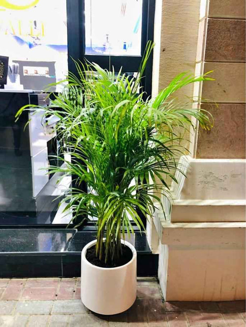 Areca Palm in White Fiber-Clay Pot