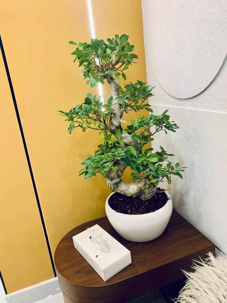 Ficus Microcarpa Bonsai Plant - S-Shape Indoor Decor for Your Home