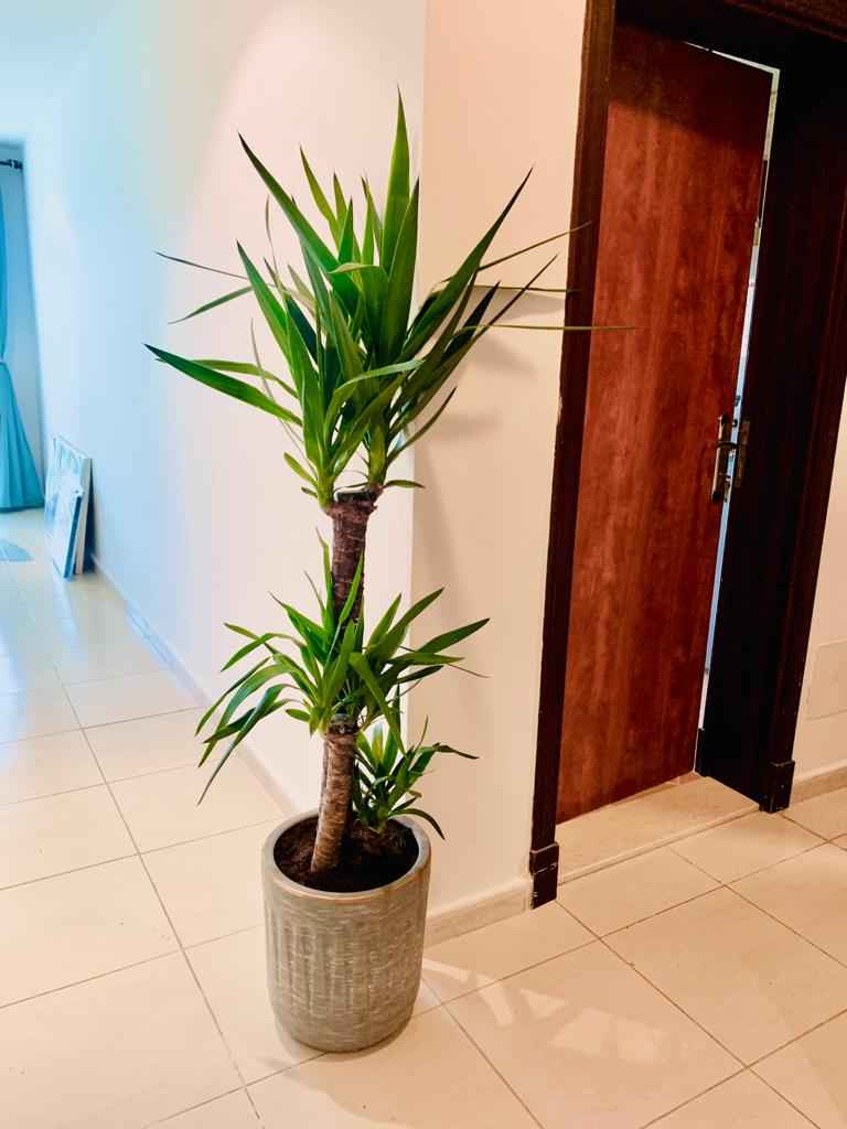 Yucca Elephantipes - Spineless Yucca 150cm-160cm