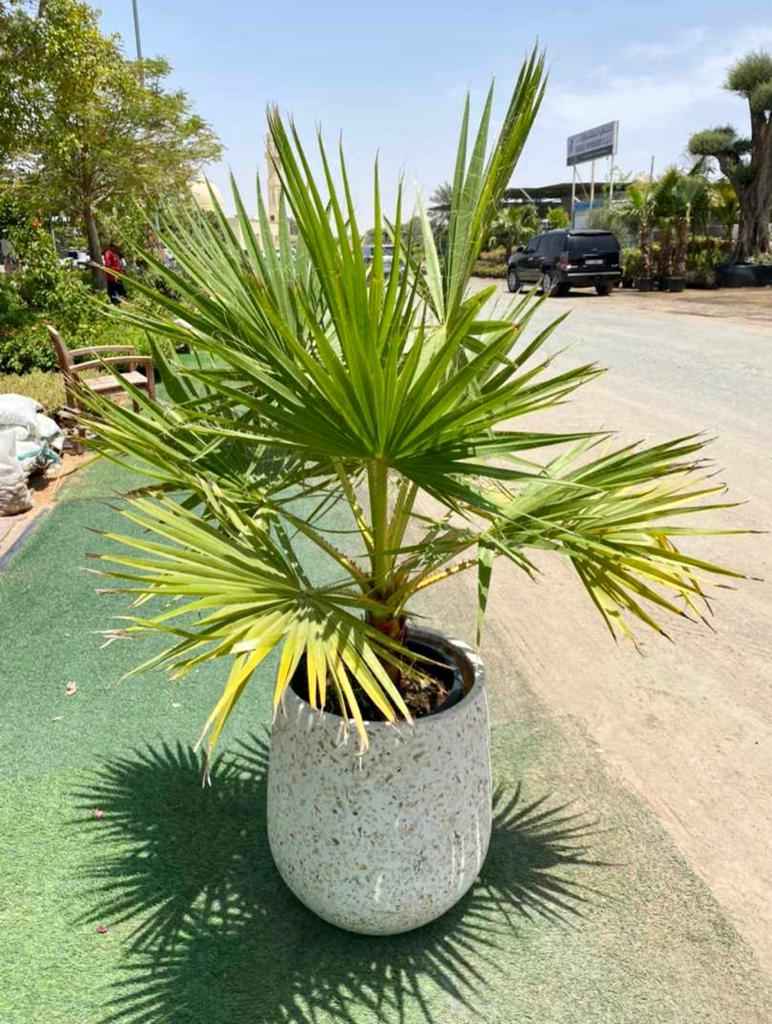 wax palm with ceramic pot