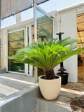 Cycas Revoluta  (Sago Palm tree )XL With Ceramic pot