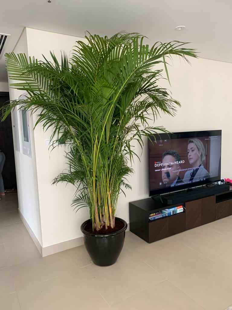 Areca Palm XXL 2.3mtr-2.5.mtr