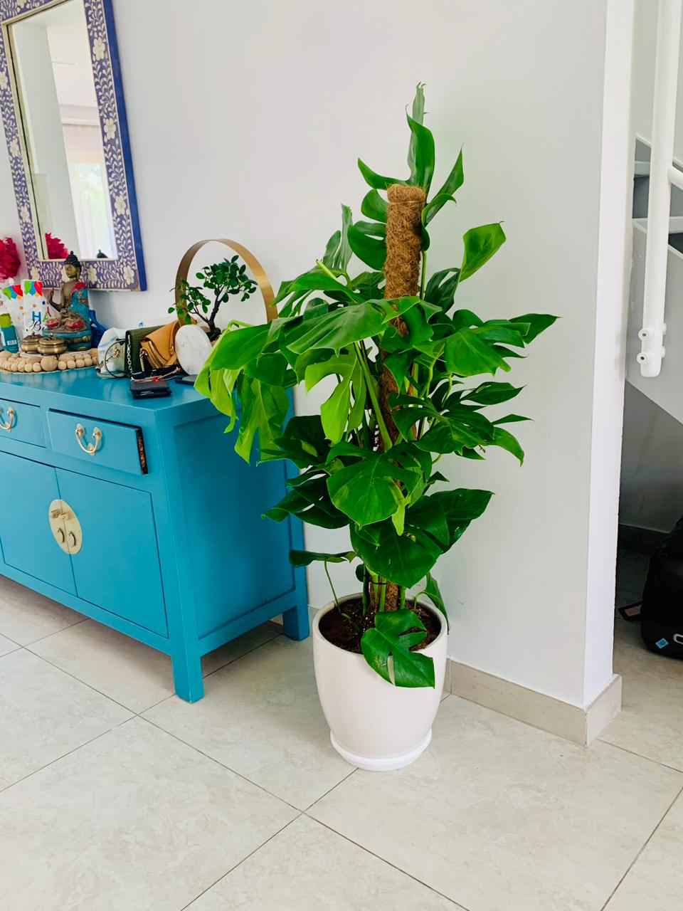 POTTED Monstera XL 1.5mtr in Ceramic Pot | Ceriman | Swiss Cheese Plant | Monstera | Mexican Breadfruit | Delicious Monster | Split-leaf philodendron
