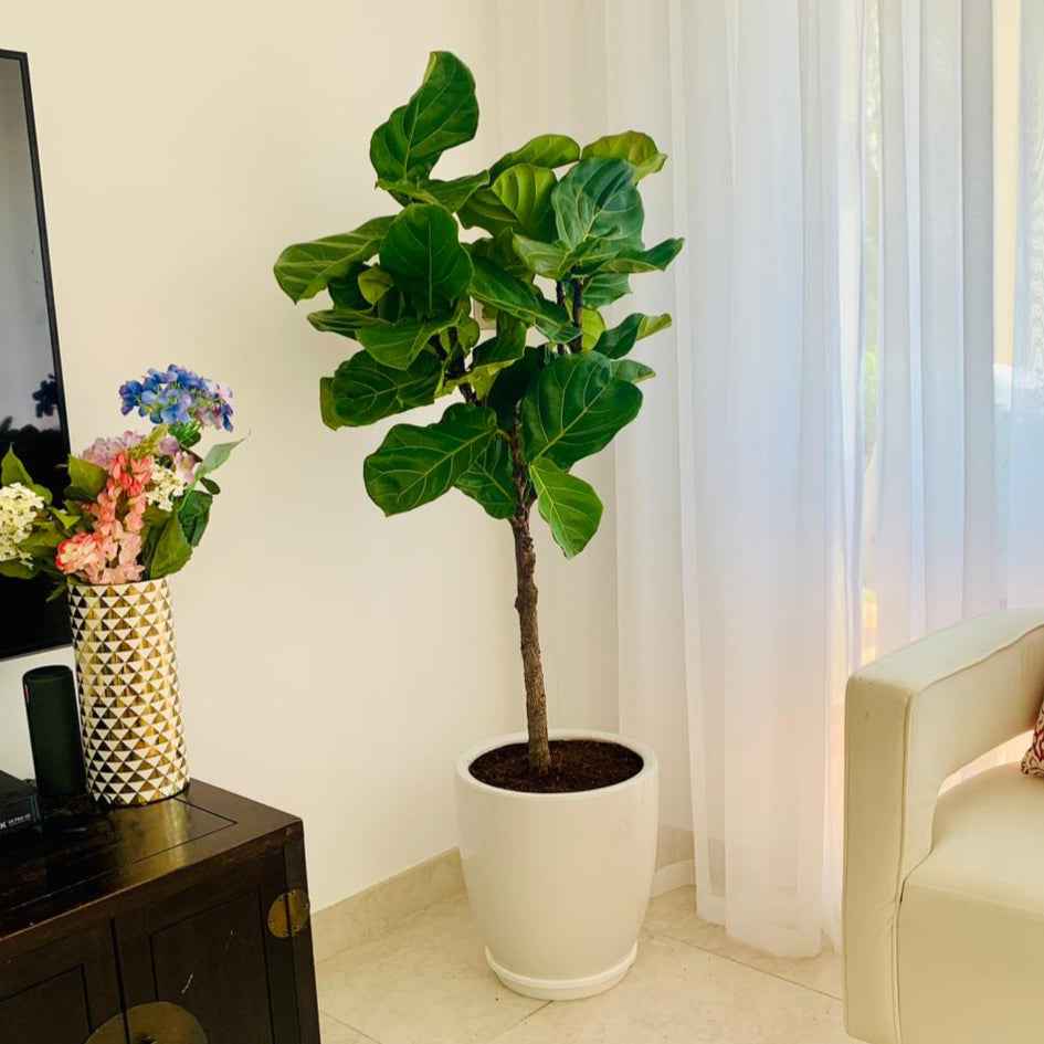 POTTED Fiddle Lyrata | 1.6mtr | in Ceramic pot | Fiddle Leaf | Indoor Plant | PlantMartUAE.com