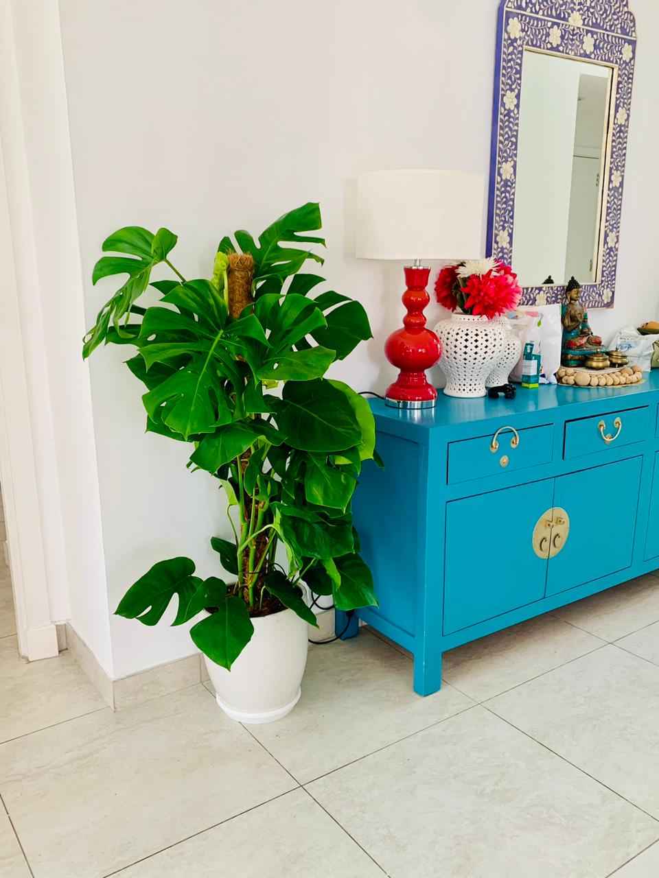 POTTED Monstera XL 1.5mtr in Ceramic Pot | Ceriman | Swiss Cheese Plant | Monstera | Mexican Breadfruit | Delicious Monster | Split-leaf philodendron