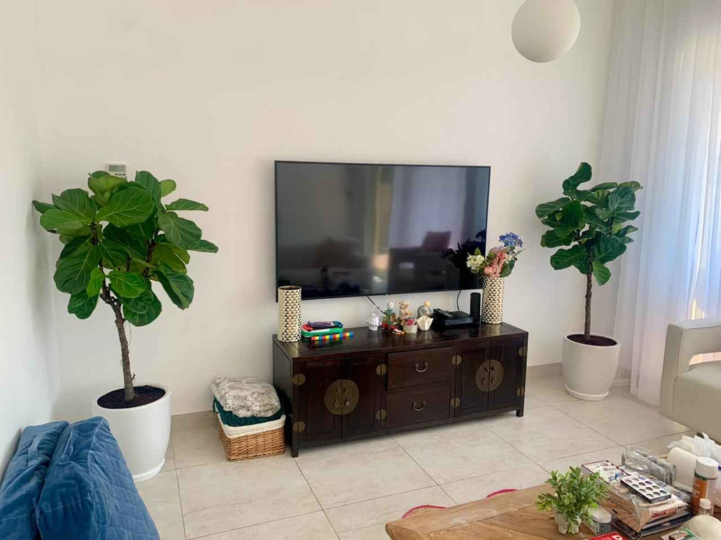 POTTED Fiddle Lyrata | 1.6mtr | in Ceramic pot | Fiddle Leaf | Indoor Plant | PlantMartUAE.com