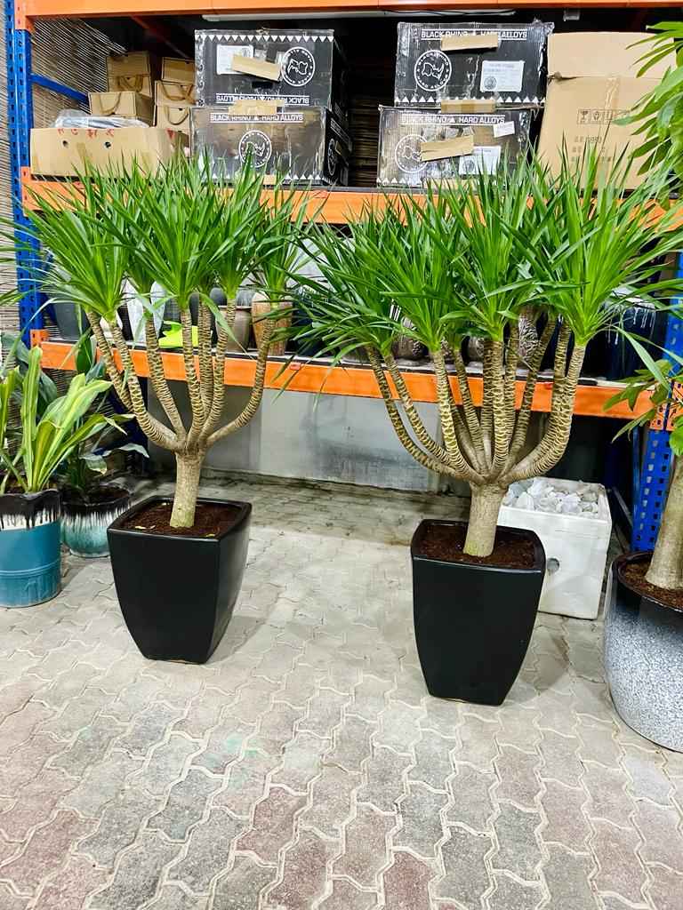 TwinPack: 2pcs Yucca multi-Trunk in Ceramic Pot