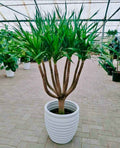 Yucca Multi-Trunk in Ceramic Pot (overall 160cm)
