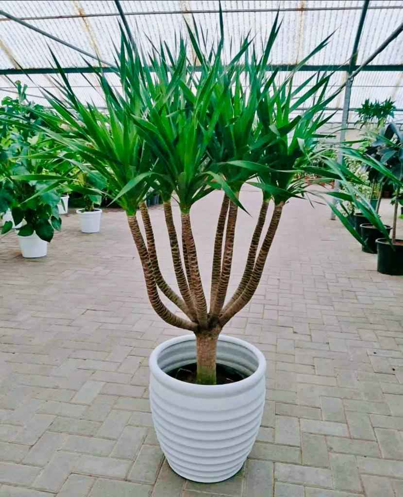 Yucca Multi-Trunk in Ceramic Pot (overall 160cm)