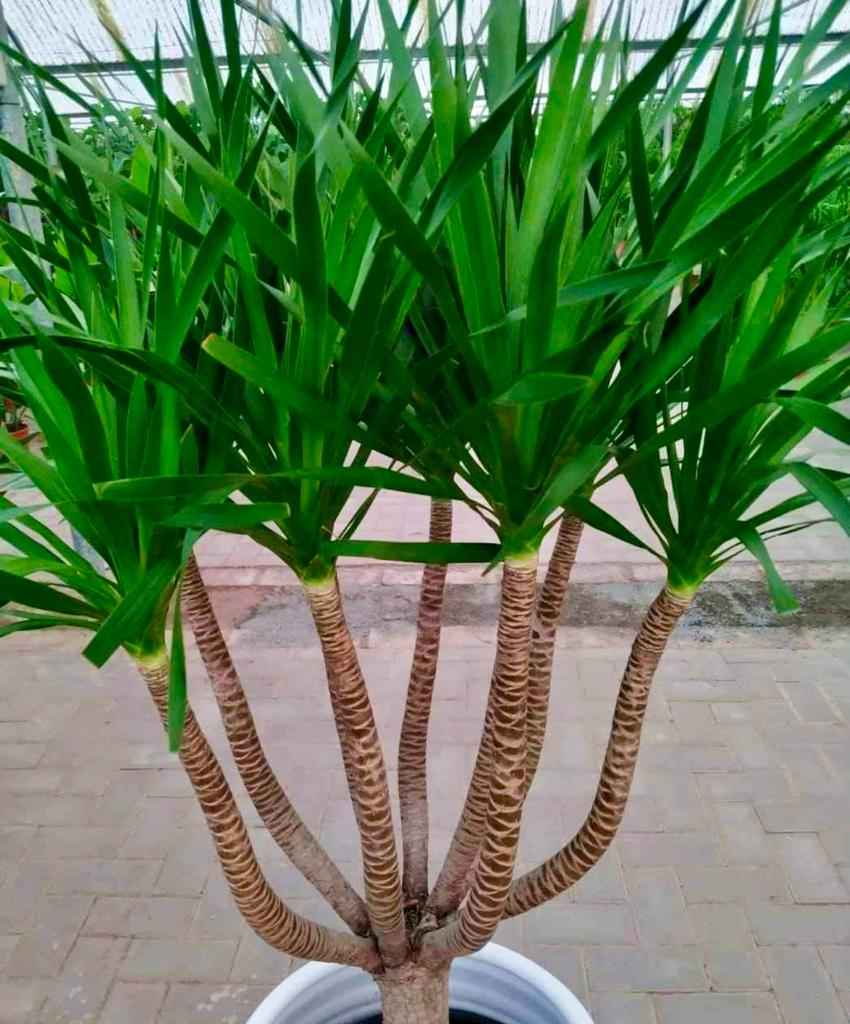 Yucca Multi-Trunk in Ceramic Pot (overall 160cm)
