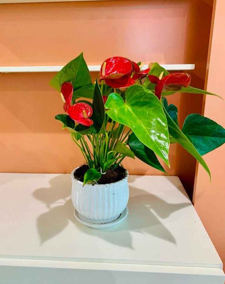 Red Anthurium (30cm-40cm) CERAMIC pot