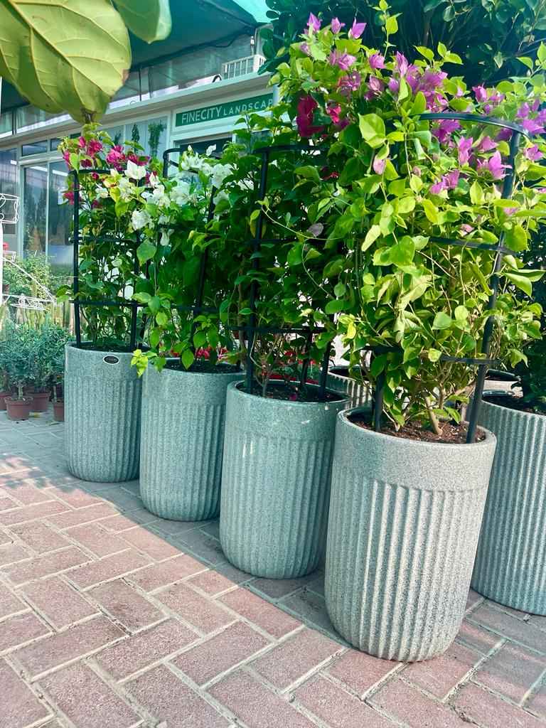 POTTED Bougainvillea 150cm in Ceramic Pot | Outdoor plant | Best Online Store | PlantMartUAE.com
