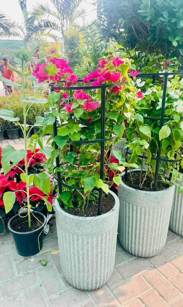 ComboPack: 4Pcs in CERAMIC Pot