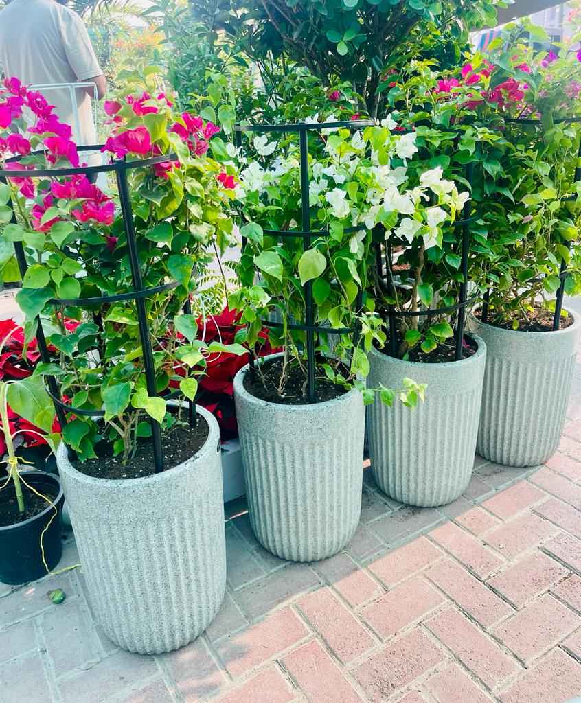 ComboPack: 4Pcs in CERAMIC Pot