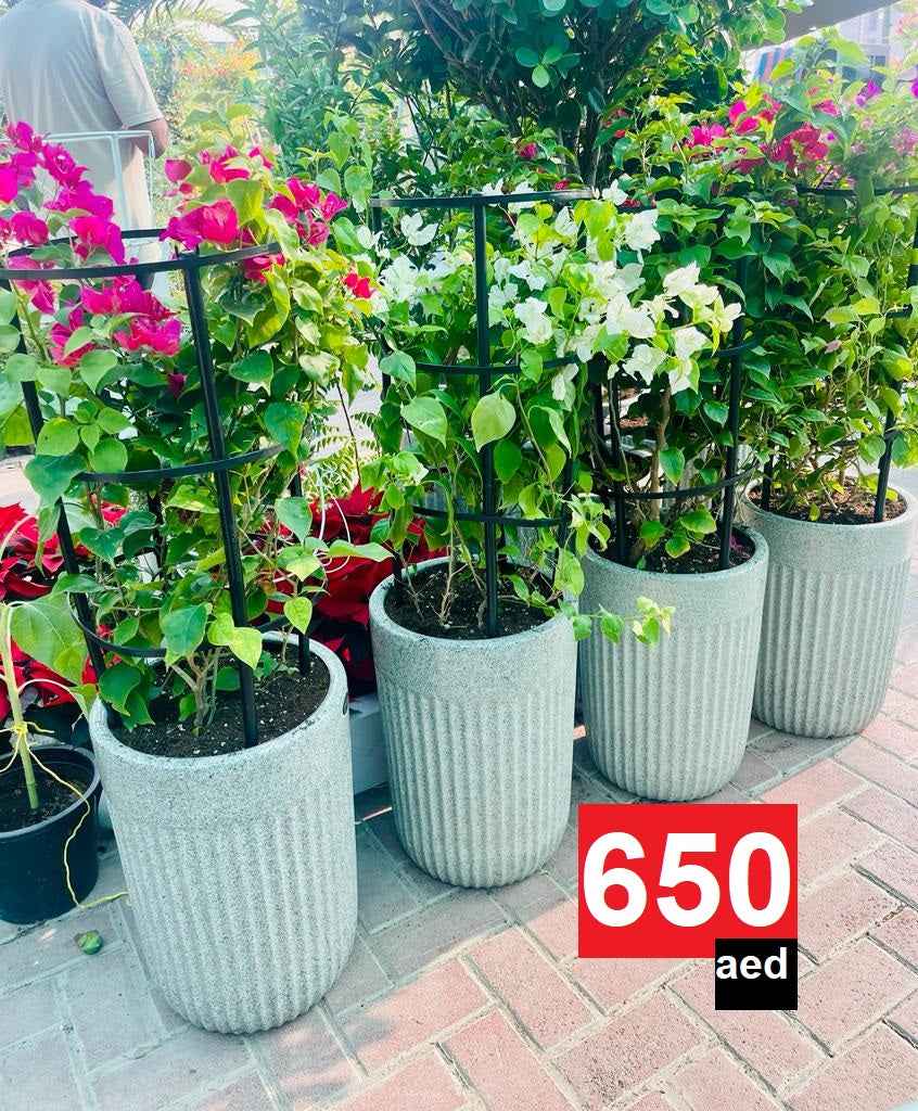 ComboPack: 4Pcs in CERAMIC Pot