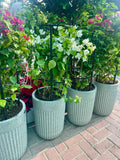 POTTED Bougainvillea 150cm in Ceramic Pot | Outdoor plant | Best Online Store | PlantMartUAE.com