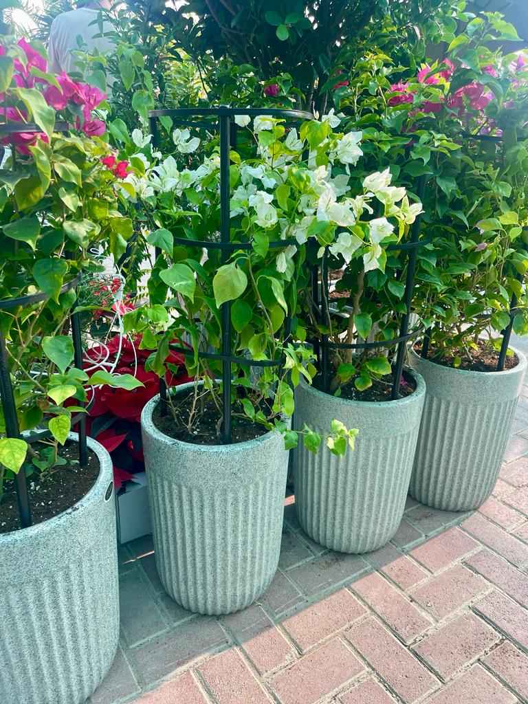 POTTED Bougainvillea 150cm in Ceramic Pot | Outdoor plant | Best Online Store | PlantMartUAE.com