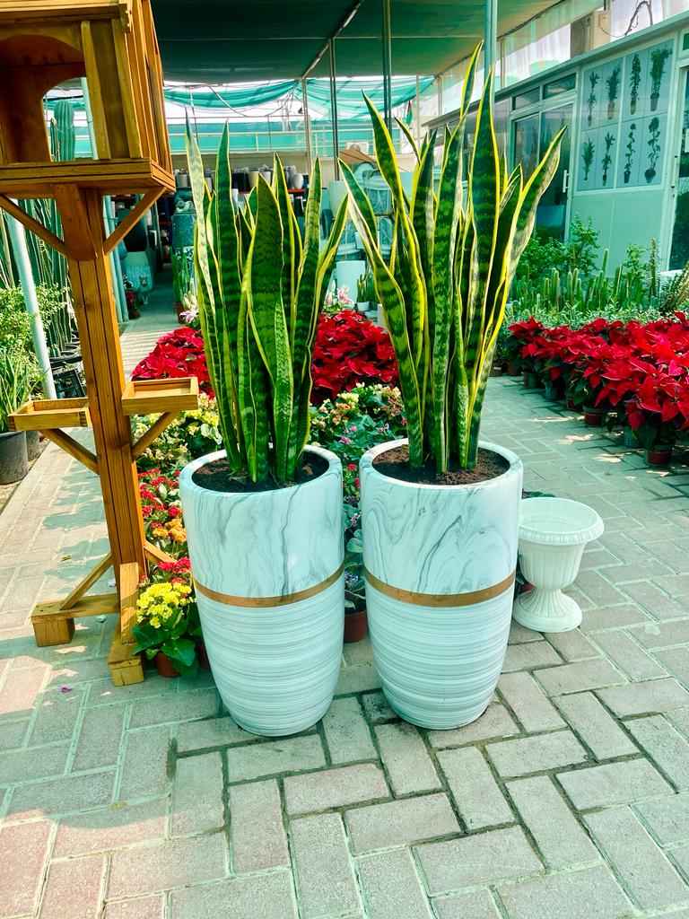 TWIN PACK : 2pcs Sansevieria/Snake Plant - Ceramic Pot