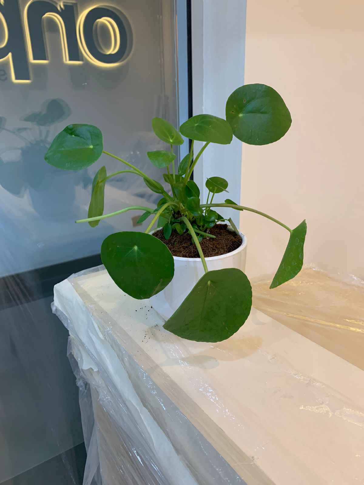 Pilea Peperomioides - Chinese Money Plant