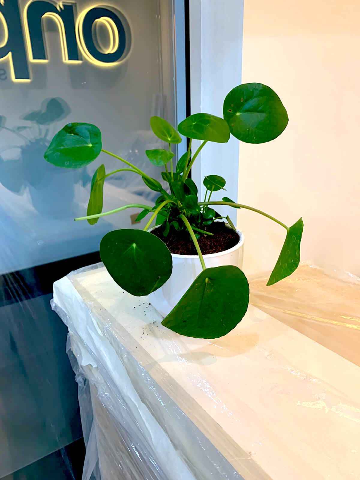Pilea Peperomioides (Chinese Money Plant) - White Ceramic Pot