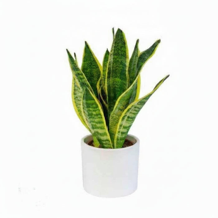 Snake Plant Mini 20cm-25cm - Sansevieria Indoor Plant for Home Décor