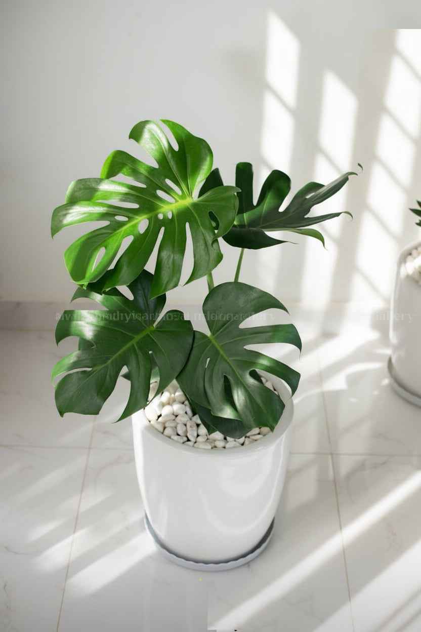 Monstera HOLLAND 80cm  | White Ceramic Pot