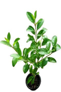 Wild Jasmine 30cm - 40cm
