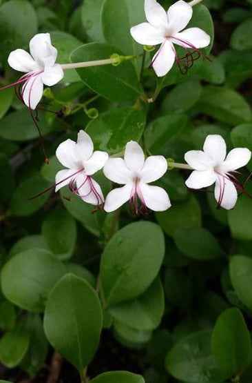 Wild Jasmine 30cm - 40cm