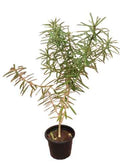 Yellow Oleander Plant 60cm - 80cm