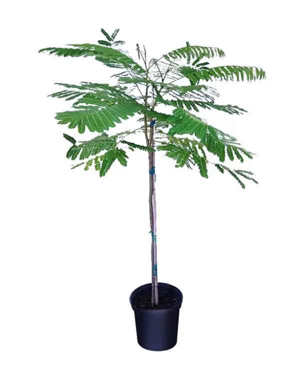 Yellow Poinciana | Outdoor plant | Peltophorum Inerme | Copperpod | Yellow Flame Tree | Best Online Plant Shop | PlantMartUAE.com