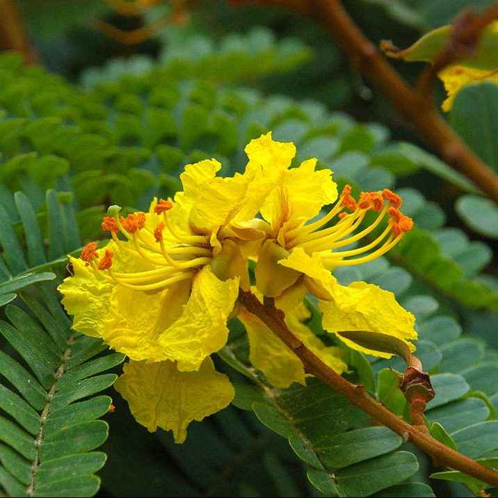 Yellow Poinciana | Outdoor plant | Peltophorum Inerme | Copperpod | Yellow Flame Tree | Best Online Plant Shop | PlantMartUAE.com