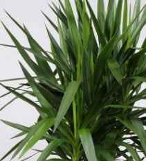 Yucca Branched 80cm-100cm | indoor plant | Best Online Plants shop | PlantMartUAE.com