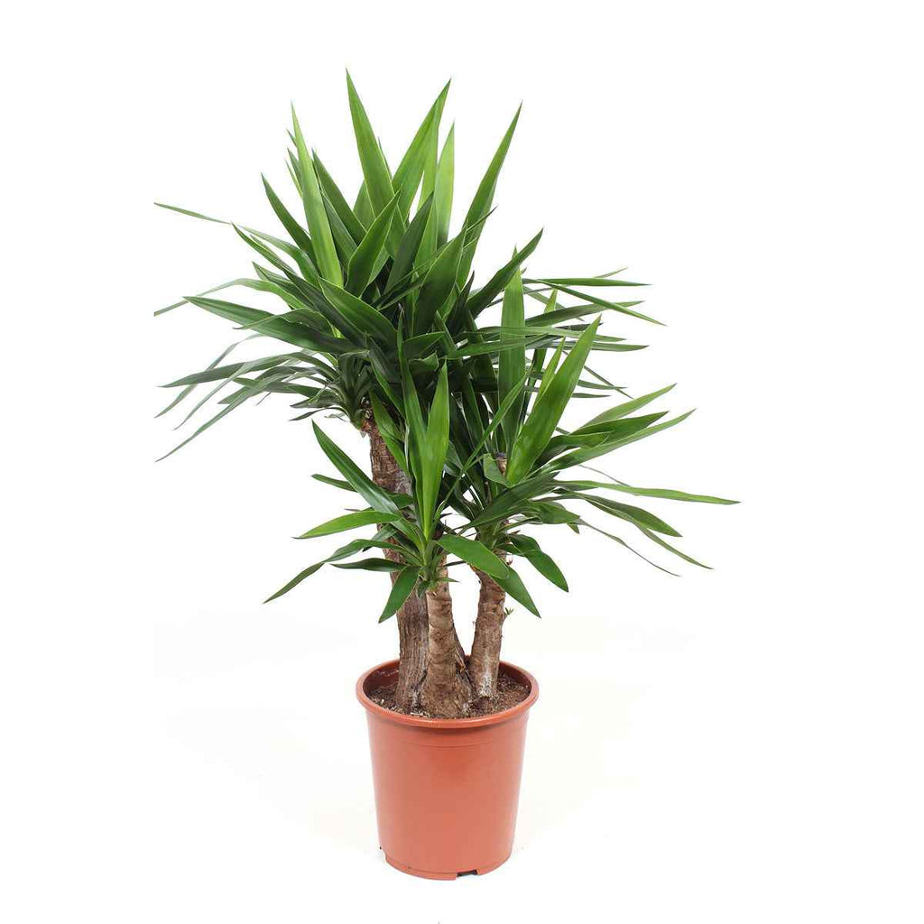 Yucca Branched 80cm-100cm | indoor plant | Best Online Plants shop | PlantMartUAE.com