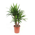 Yucca Branched 80cm-100cm | indoor plant | Best Online Plants shop | PlantMartUAE.com