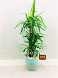 Yucca XL Plant 150cm-160cm in Stylish Ceramic Pot for Modern Decor