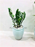 Zamioculcas Indoor Plant - 60cm-70cm Zanzibar Gem, ZZ Plant (L) for Your Home Decor
