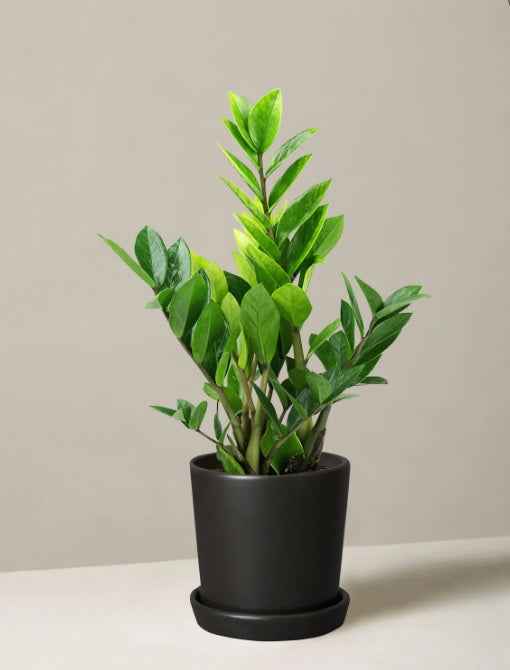 Zamioculcas Zamiifolia Plant - Zanzibar Gem Indoor Plant for Easy Care and Stylish Decor