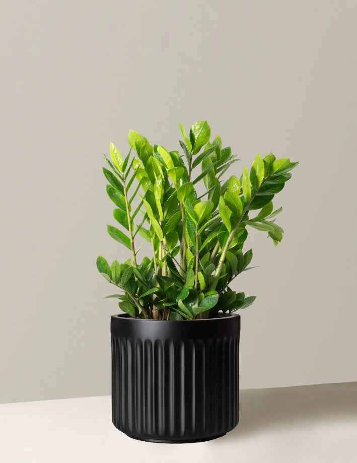 Zamioculcas Zamiifolia Plant - Zanzibar Gem Indoor Plant for Easy Care and Stylish Decor