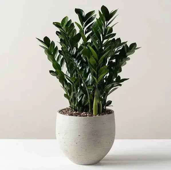 Zamioculcas Zamiifolia Plant - Zanzibar Gem Indoor Plant for Easy Care and Stylish Decor