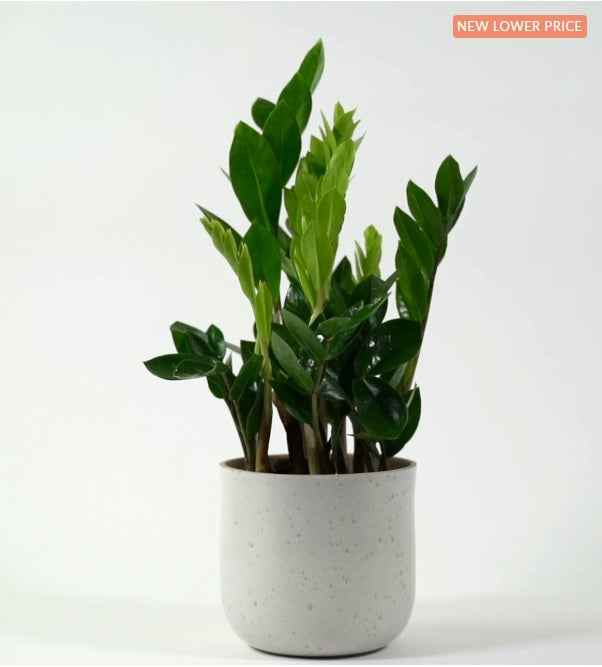 Zamioculcas Zamiifolia Plant - Zanzibar Gem Indoor Plant for Easy Care and Stylish Decor